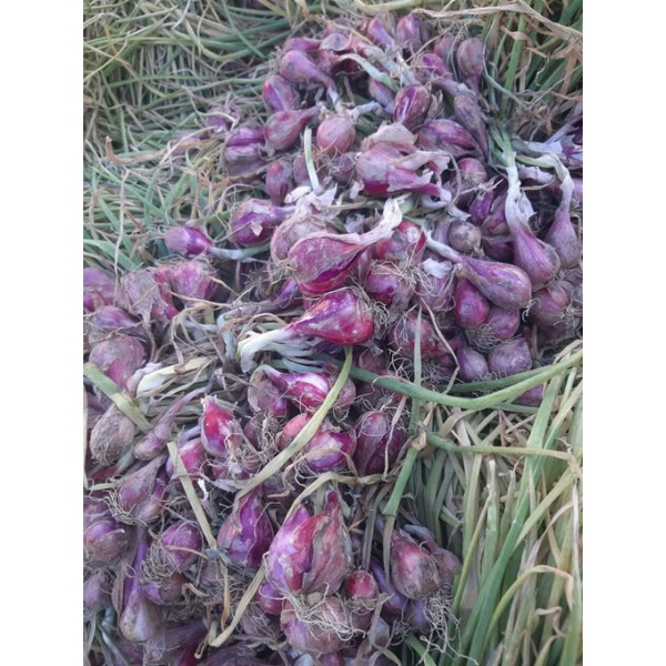CỦ HÀNH TÍM PHAN RANG
