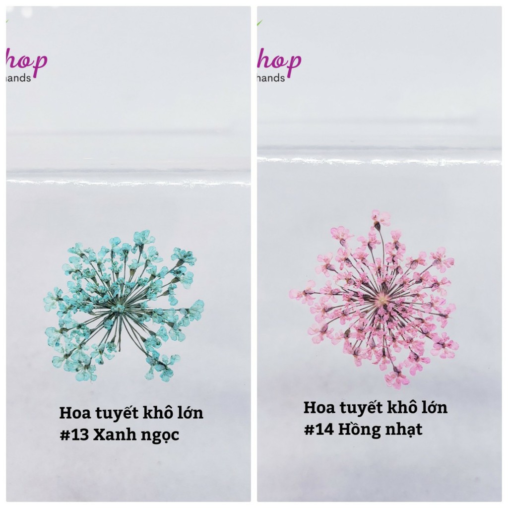 Hoa tuyết khô size lớn đỗ resin - trang trí móng ( gói 5 cái)