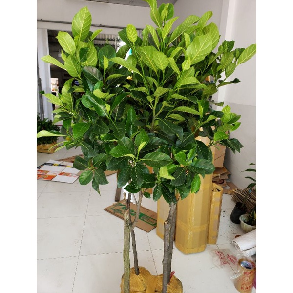 Cây mít thái ruột đỏ cao 1m6