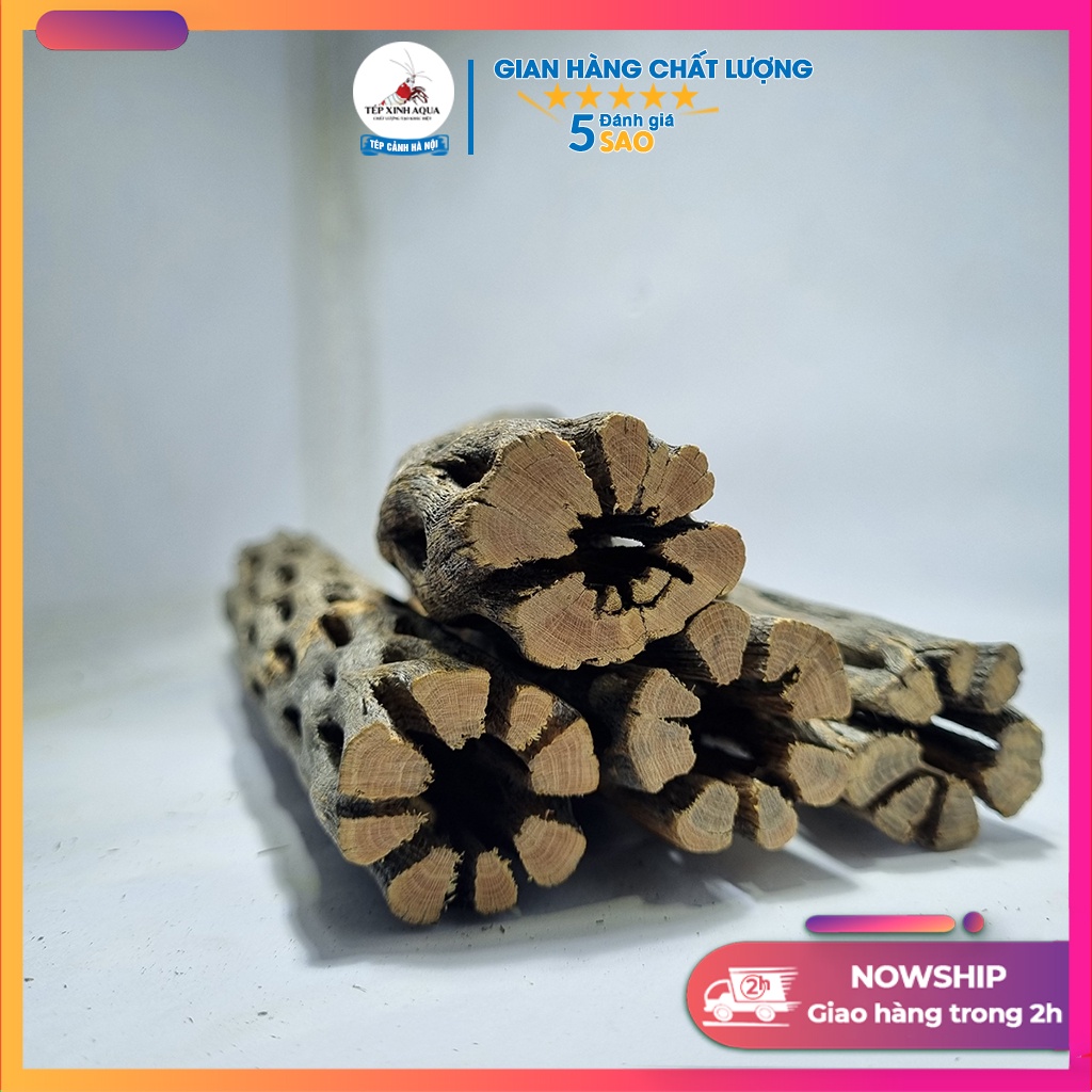 Lũa Cholla cho tép cảnh - Lũa xương rồng Cholla Cactus - Tép Xinh Aqua