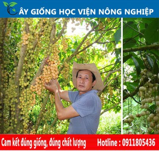 cây giống dâu da thái ngọt