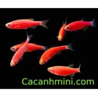 Combo 3 con cá sọc ngựa hồng 3k/con