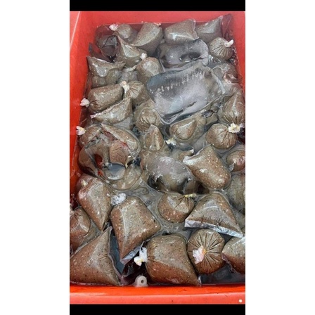Cua đồng sống say rêu cua 1kg (giao tphcm)