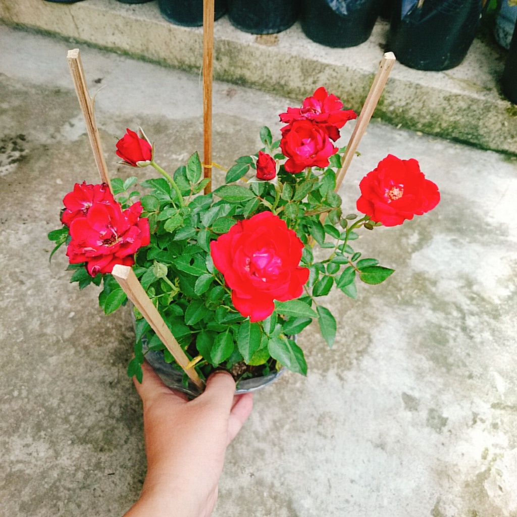 Hoa Hồng Tỉ Muội  - cây cảnh để bàn