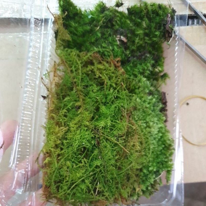 Hộp rêu mix 2 đến 3 loại làm terrarium