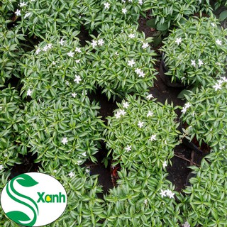 Cây Mai Vạn Phúc