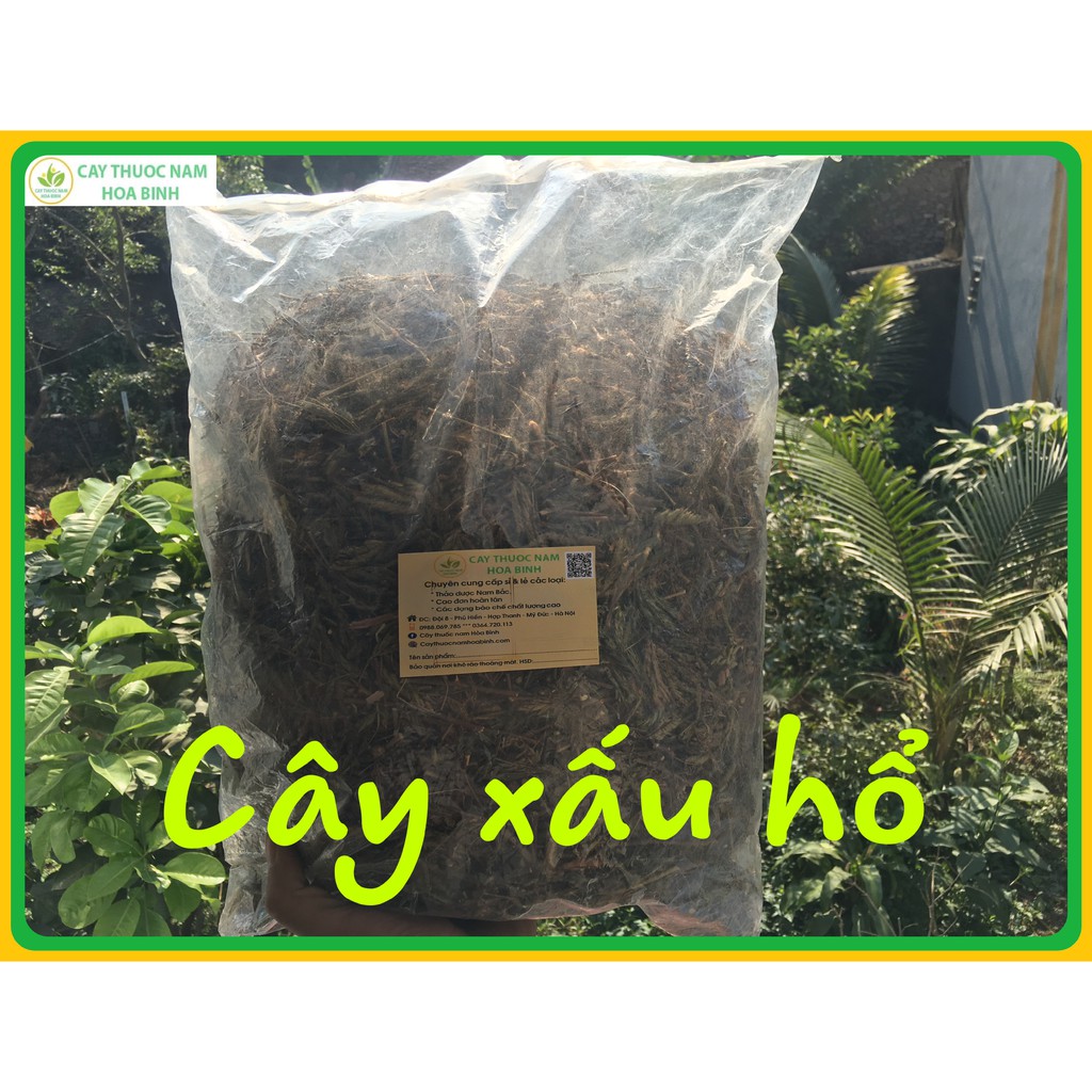 500g cây xấu hổ (cây mắc cỡ) khô sạch