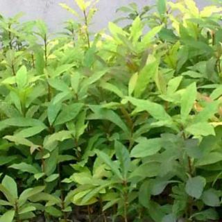 Cây lộc vừng, cây con 18k