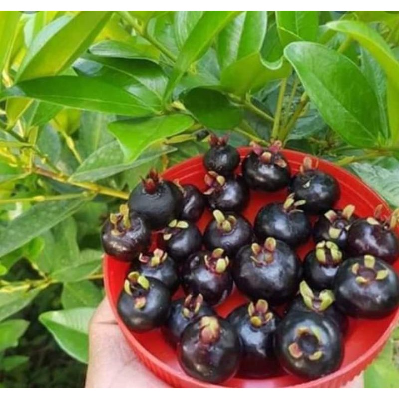 CÂY GIỐNG CHERY( cây cao 50_60cm)