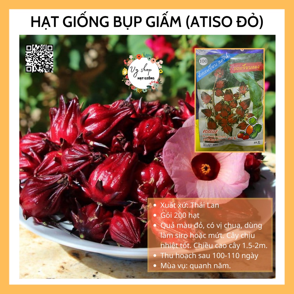 Hạt giống bụp giấm - atiso đỏ Thái Lan