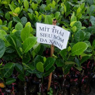 Combo 1 bầu cây mít thái siêu sớm và 1 bầu cây xoài úc
