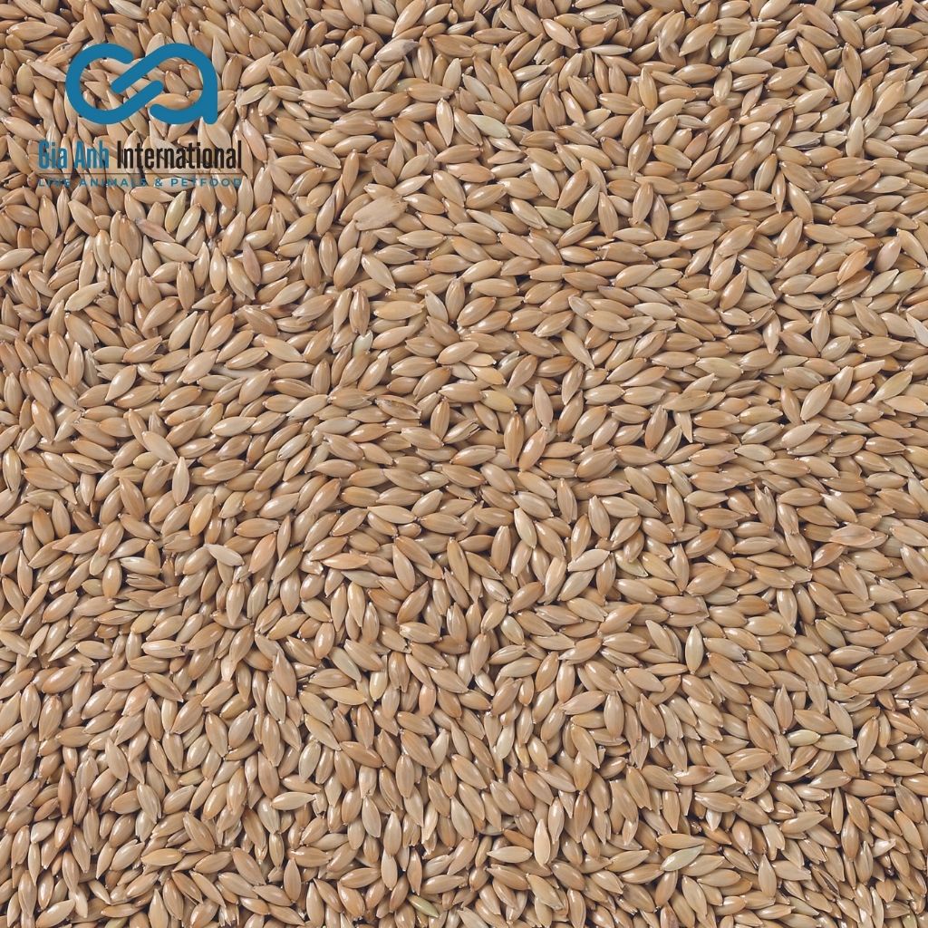 Hạt láng cung cấp dinh dưỡng cho các dòng chim ăn hạt  - GÓI CHIẾT 1KG