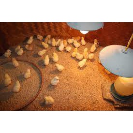 (bán buôn -bán sỉ)kiện 50 gói Úm gia cầm gói 10g. Úm gà, vịt,ngan,ngỗng,cút con,.