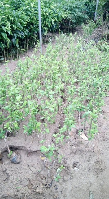 Cây táo đài loan, táo đào vàng