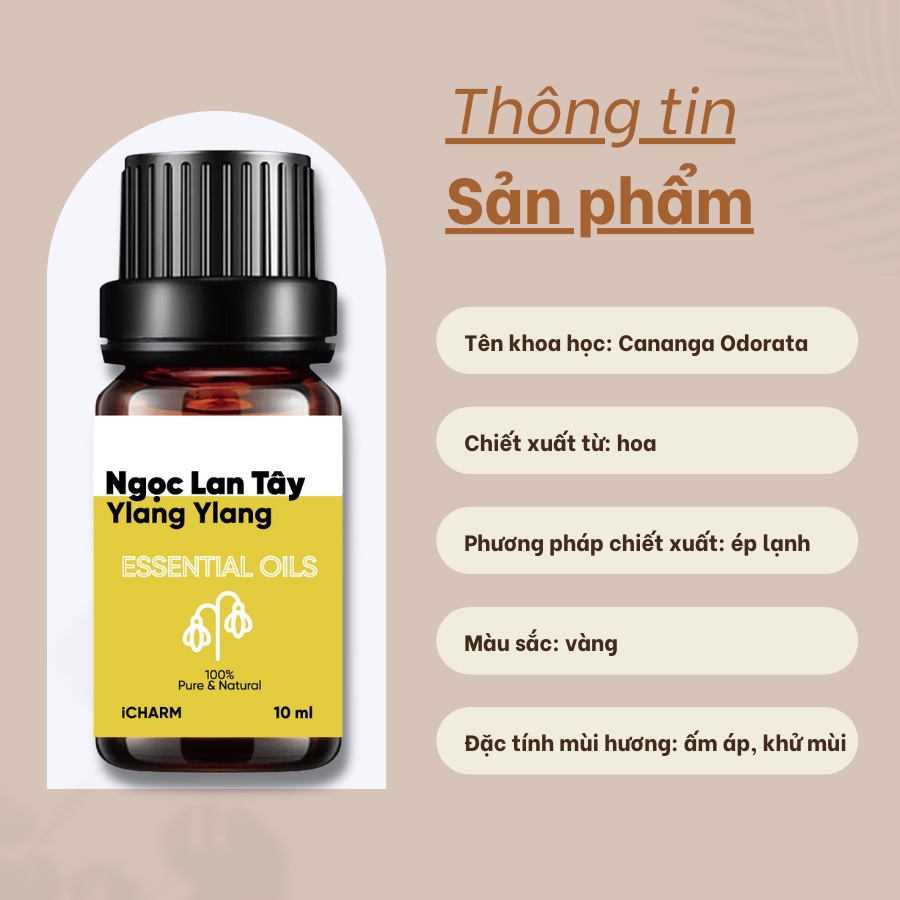 Tinh dầu ngọc lan tây xông phòng 10ml, 50ml iCHARM - 100% Nguyên chất, Không pha loãng, Không tạp chất