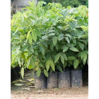 Cây muồng hoàng yến