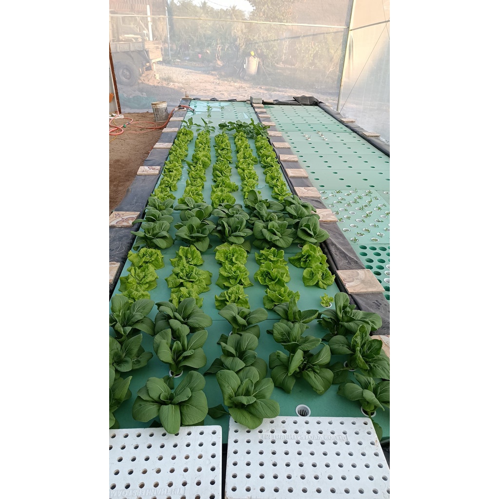 Xốp XPS trồng rau thủy canh Aquaponics tại nhà, dài 1200 mm, rộng 600 mm, dày 50 mm