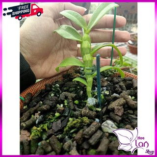 Lan Phi Điệp  🍀FREESHIP🍀 Mặt hoa đáng chơi nhất 2021 [ Ươm Kie ]