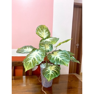 Chậu cây lá viền trắng cao 60cm