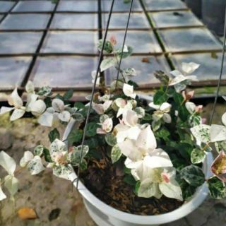 Thằn lằn... giống mới
