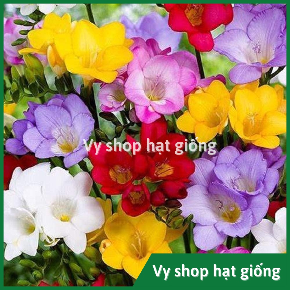1 củ giống hoa lan nam phi (lan thơm) - Fressia