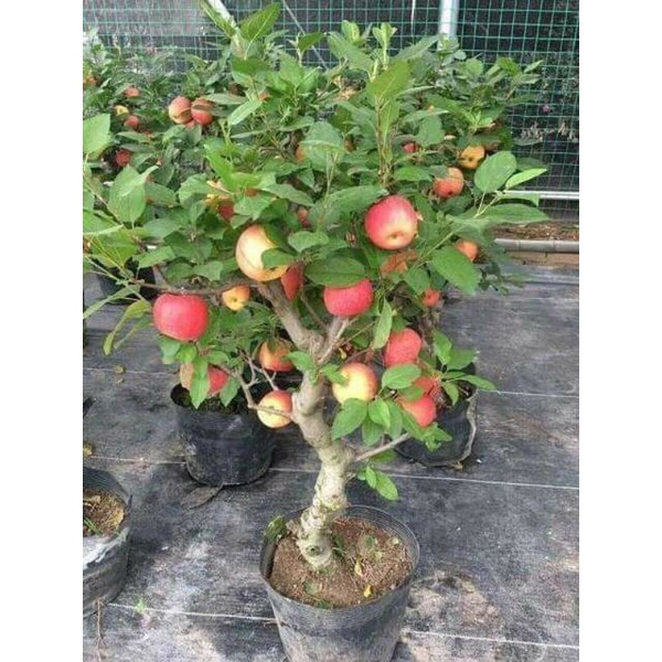 Cây táo đỏ Mỹ, giống lùn, mua 5 tặng 1