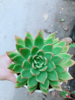 Sen Đá Viền Đỏ