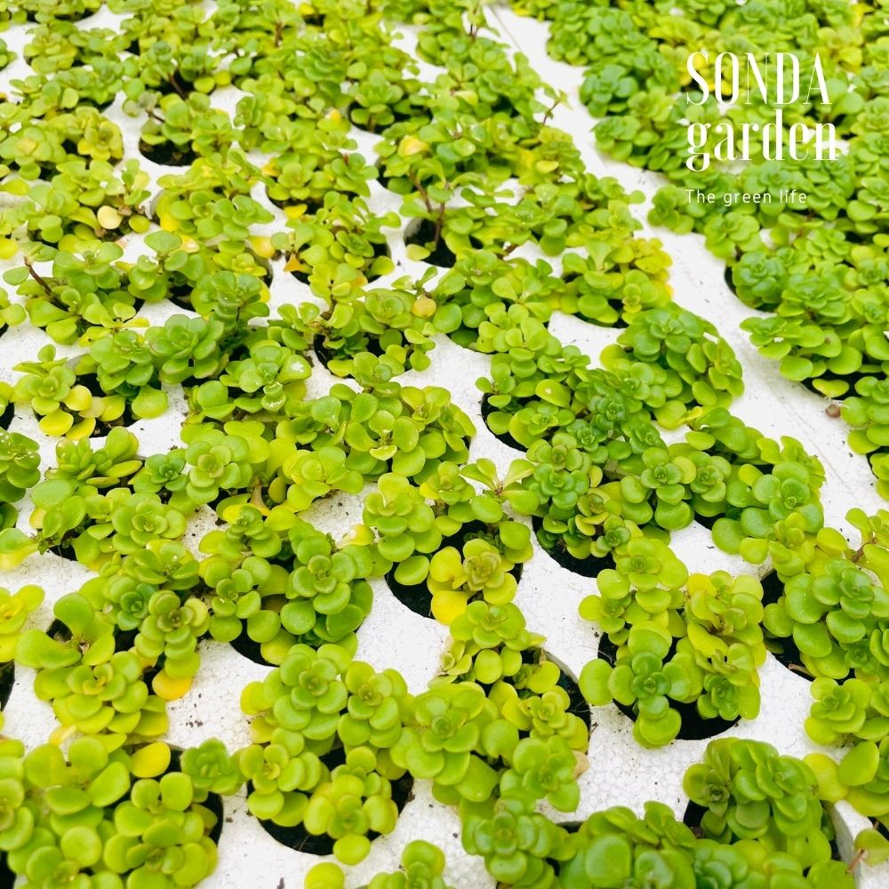 Sen đá sedum vảy cá SONDA GARDEN size mini 2.5-4cm, cây cảnh trang trí nhà cửa, lỗi 1 đổi 1