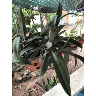 lan tiểu hồ điệp rừng