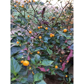Hạt giống Ớt Peru Aji Charapita Mắc Nhất Thế Giới
