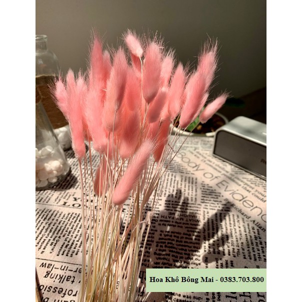 Hoa khô CỎ ĐUÔI THỎ Lagurus Bunny Tails màu hồng decor phong cách vintage