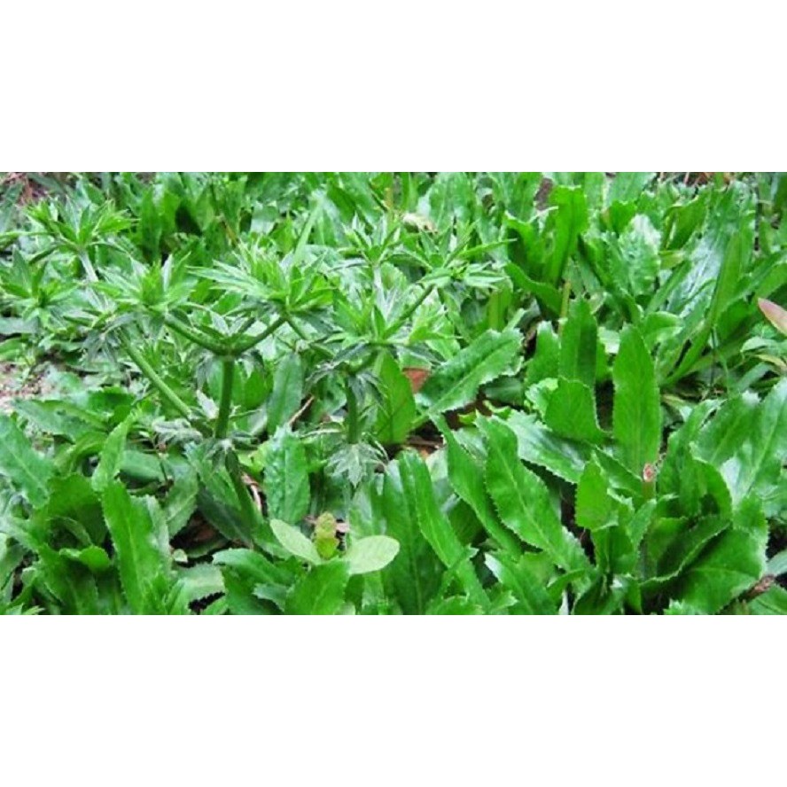 HẠT GIỐNG NGÒ GAI - GÓI 3 GRAM