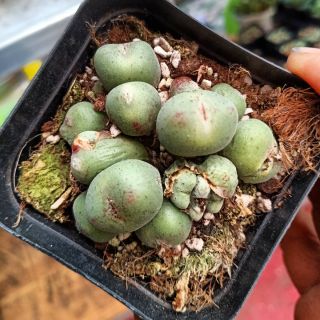 Conophytum chậu nhiều đầu