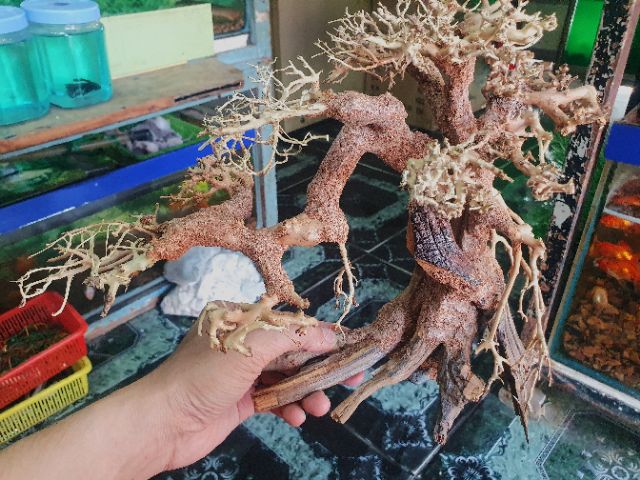 CÂY BONSAI CÓ TÁN TRANG TRÍ HỒ CÁ THỦY SINH NON BỘ 30x13x20cm