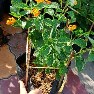 Cây ngũ sắc màu cà rốt thái