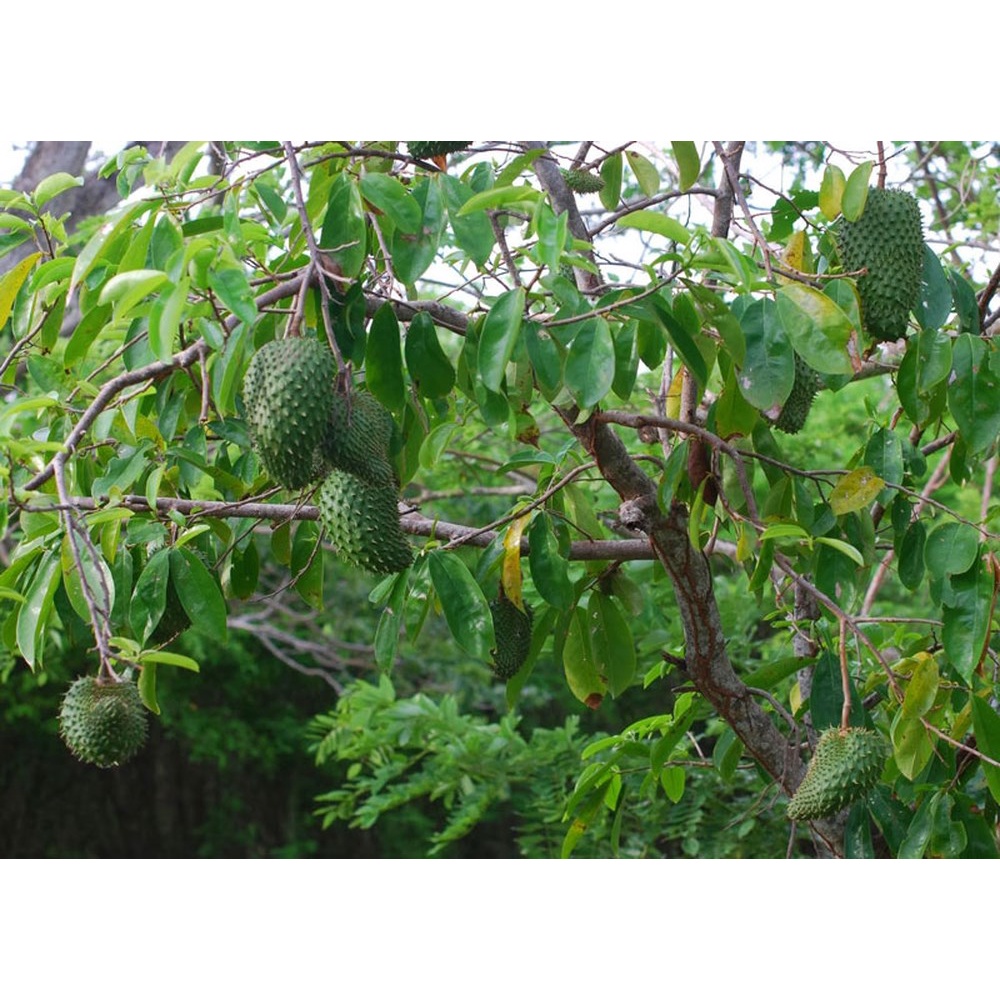 Cây giống mãng cầu xiêm thái