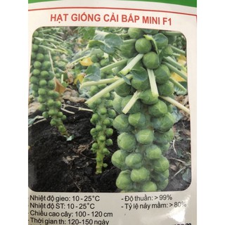 ☘ Hạt giống cải bắp mini F1 🌿