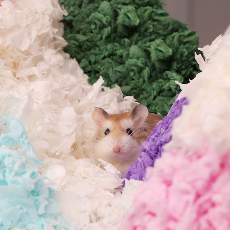 Giấy lót hãng Bucatstate/Yee loại tốt cho hamster,thỏ,chuột lang,nhím và thú cưng nhỏ