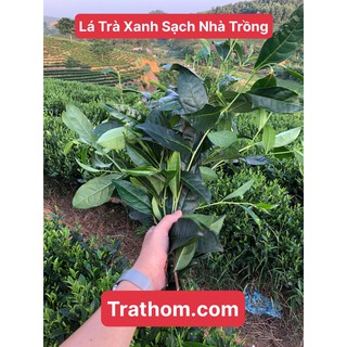 [SHIP NGAY]Lá Chè Tươi THÁI NGUYÊN đun nước tắm em bé, bà mẹ sau sinh, rửa vết thương hở giúp nhanh lành 500gr ship ngay
