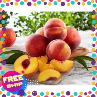 CÂY GIỐNG ĐÀO TIÊN NHIỆT ĐỚI NHẬT BẢN + Tặng 02 cây nhót ngọt