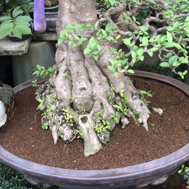 AKADAMA Super Hard - Đất nền cao cấp trồng thuỷ sinh, sen đá, bonsai