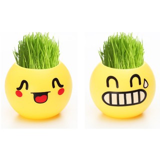 Chậu cây để bàn mini mặt cười