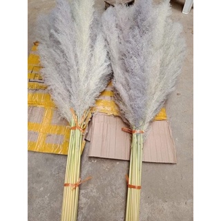 Bông cỏ lau xù decor