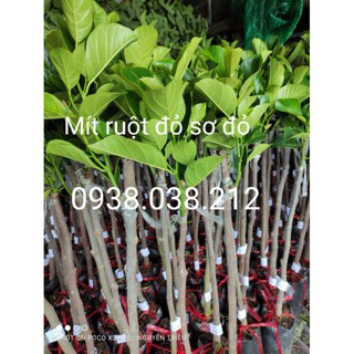 Cây giống mít ruột đỏ sơ đỏ