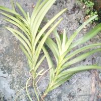 Lan MOKARA con -vàng Kitty (loại 2)