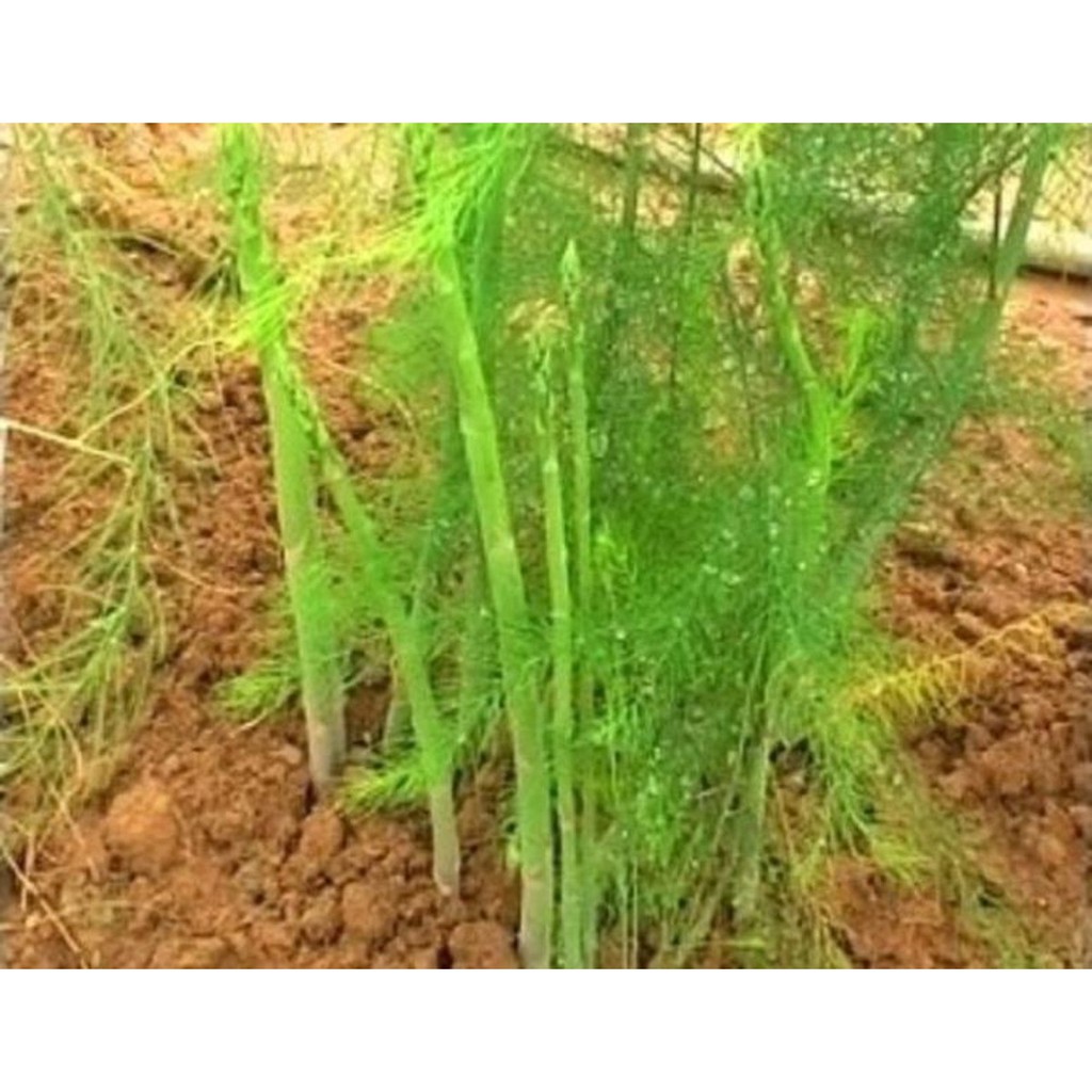 Hạt Giống Măng Tay Xanh/Tím - California (màu xanh) gói 0.5gr