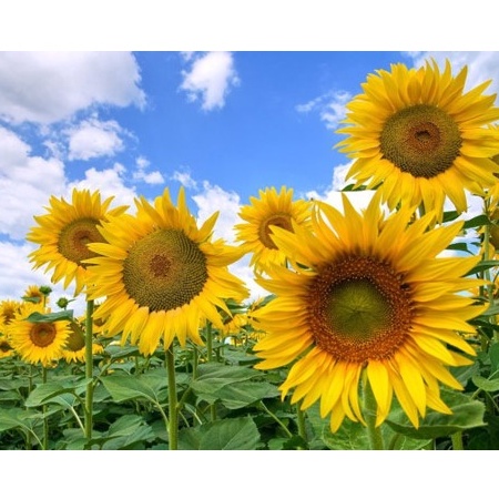 50H - #Hạt_Giống_Hướng_Dương_Cao ( tặng kèm kích mầm và phân bón )