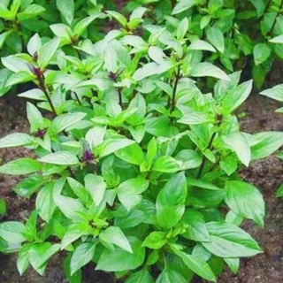 Hạt giống rau húng quế RADO 25