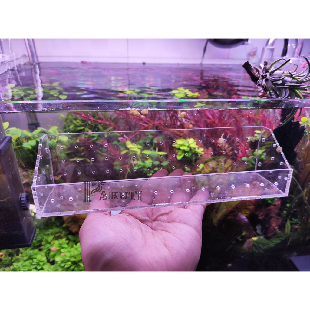 Khay trồng cây thủy sinh trong suốt 30x5x5 cm cạnh xéo