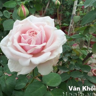 Hạt giống hoa hồng vân khôi - gói 20 hạt kns240